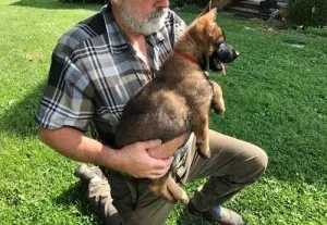 Well socialized German Shepherd puppies