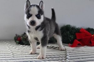 Home raised Siberian Husky puppies