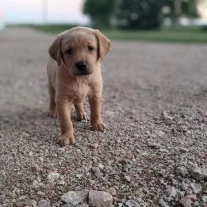 well socialized Labrador Retriever puppies