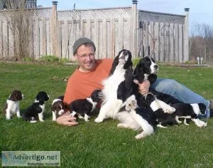 Male and female English Springer Spaniel puppies