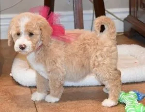 Very smart Labrador Doodle puppies available