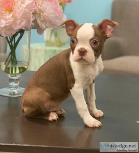 Home raised Boston Terrier puppies