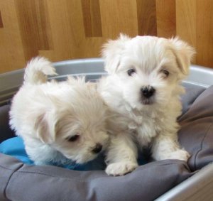 AKC Maltese puppies