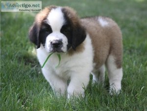 Male and female Saint Bernard puppies
