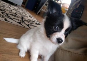 Home raised Papillon puppies