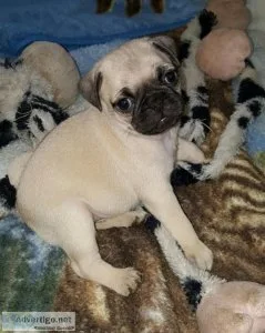 Adorable black and fawn Pug puppies