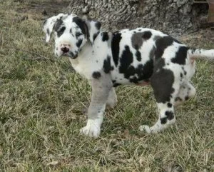 Healthy Great Dane puppies available