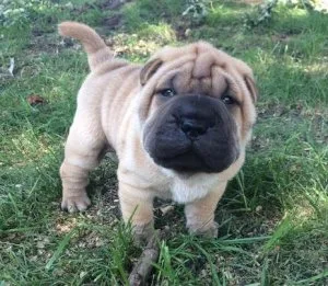 Very smart Chinese Shar-Pei puppies
