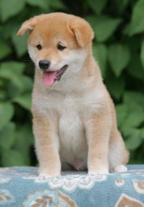 Gorgeous male and female Shiba Inu puppies