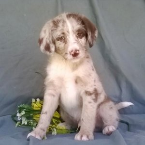 Glorious Aussie Doodle puppies