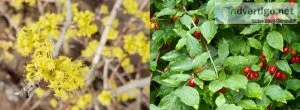 Looking for something to spruce up your landscape