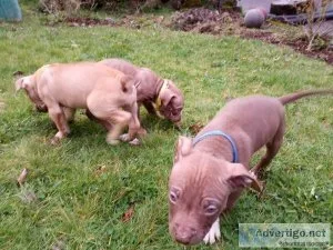 8 week old Pit Bull puppies