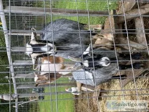 Looking to re-home two phmgy goats their brother an sister must 