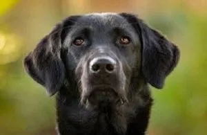 Pet store - adopt, buy & sell dogs & puppies online in hyderabad