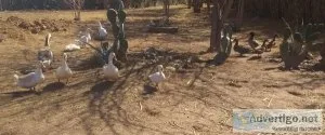 Farm Animals   Ducks Serama Roosters