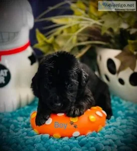 Labadoodle puppies
