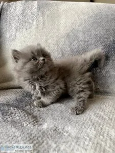 Persian - himalayan kittens super fluffy