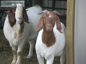 Order healthy Boer and Kiko goats today with us online at Boer D