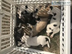 Puppies available to rehome