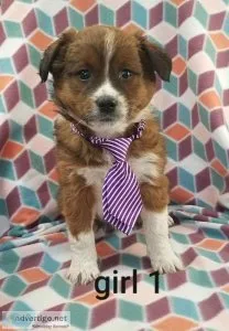 Jack Russell-Collie mix puppies