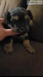 Shorkie puppies