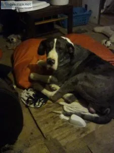 2yr old Great Dane