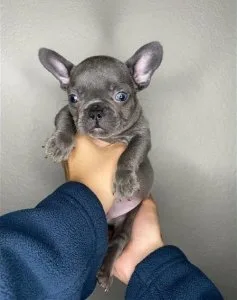 French bulldog puppies
