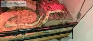 Ball Pythons for sale