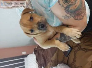 Beautiful black and silver puppies