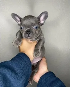 French Bulldog puppies