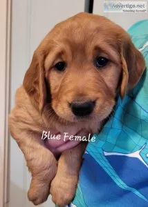 AKC Golden Retriever puppies