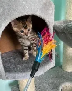 TICA Male and female Bengal Kittens CHIPPED