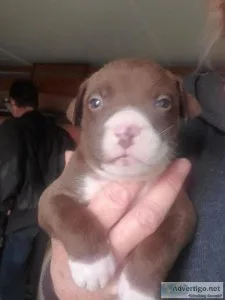 Blue nose pibull pups
