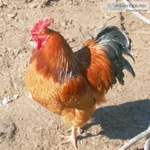 3 roosters 1 yr old