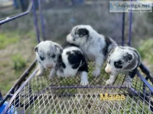 Border Collies