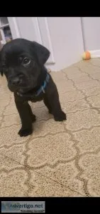 Cane corso labordoodle puppies