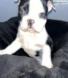 Boston Terrier