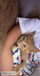 Looking for a home for my 10 week old kitten
