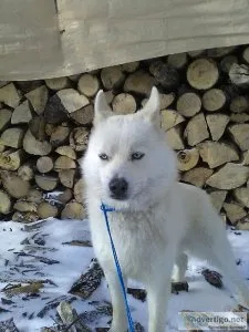 Marshall- pomsky