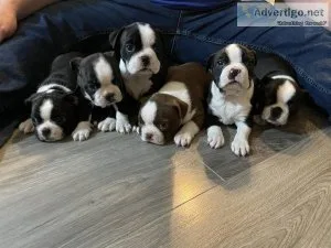 Boston Terrier puppies