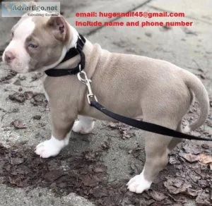 Pitbull puppies for sale