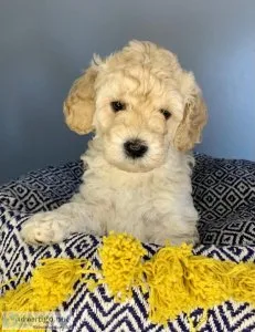 F1B Toy Goldendoodles