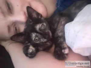 9 week old kittens