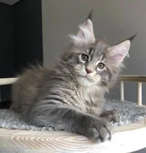 Cute Maine Coon Kittens wanting new homes