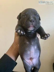 Blue nose pitbull puppy