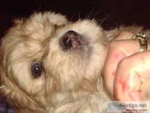 Chorkiepoo puppies