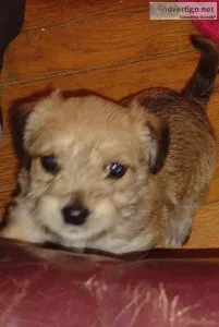 Chorkie poo puppys