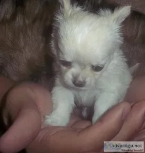Chihuahua Female Long Coat AKC