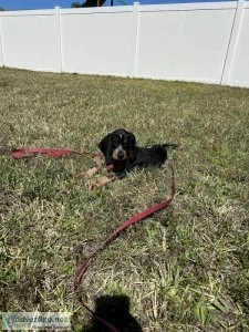 BLUETICK HOUND