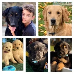 Adorable Golden Shepherd Puppies